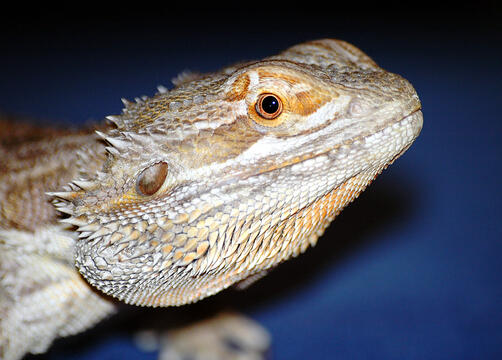 Charizard - Bearded Dragon NPC/Companion to Albus